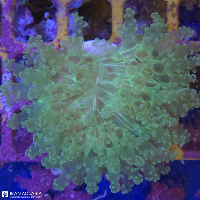 وال فرگ اسپان (Wall frogspawn)