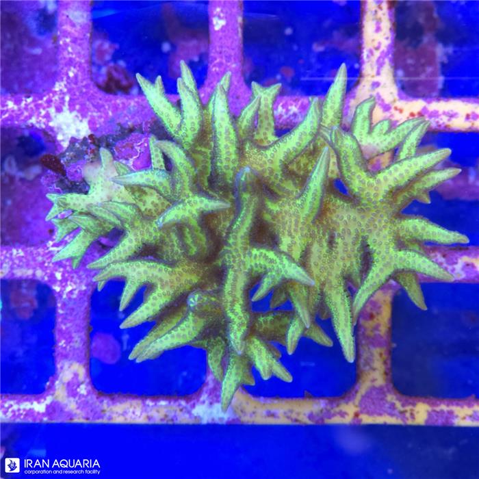 بردز نست (Birds Nest)