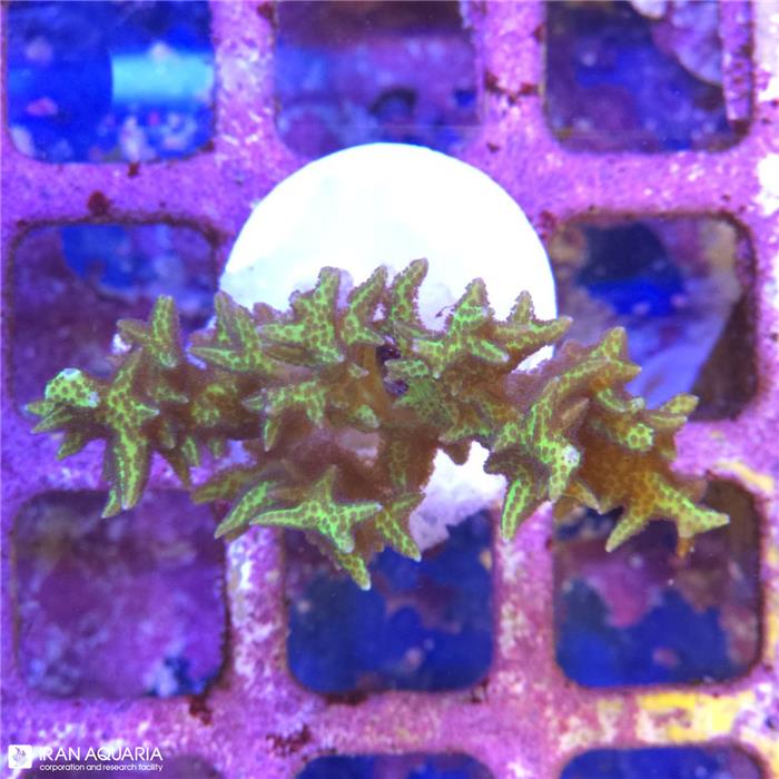 بردز نست (Birds Nest)