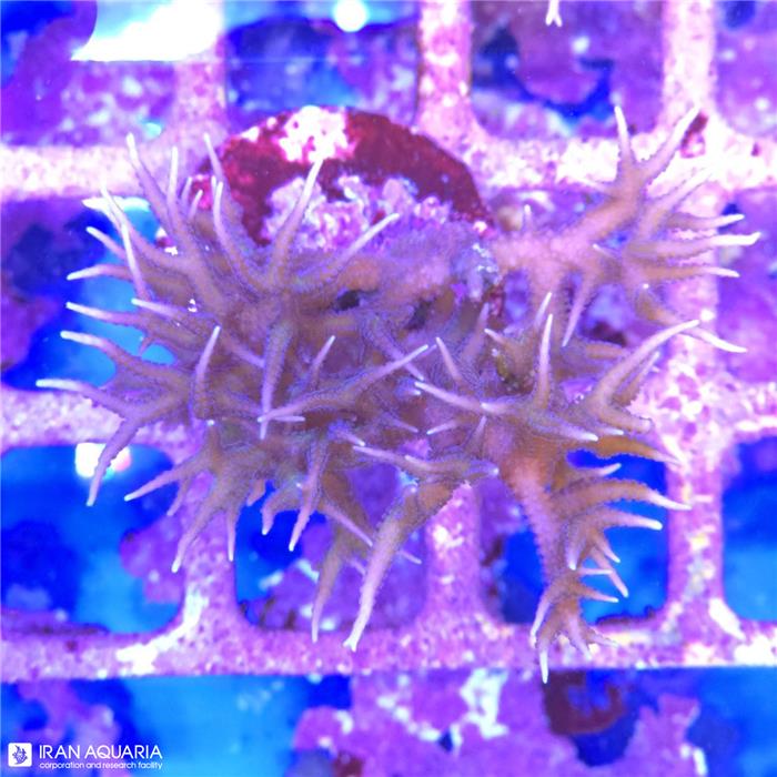 بردز نست (Birds Nest)