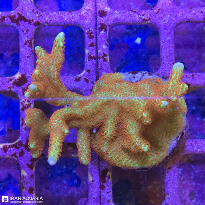 برنچینگ مانتی پورا دیجی تاتا (Montipora digitata)