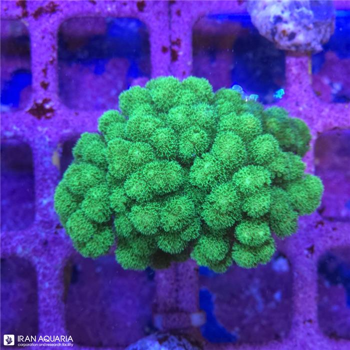 پاسیلوپورا سبز (Pocillopora)  