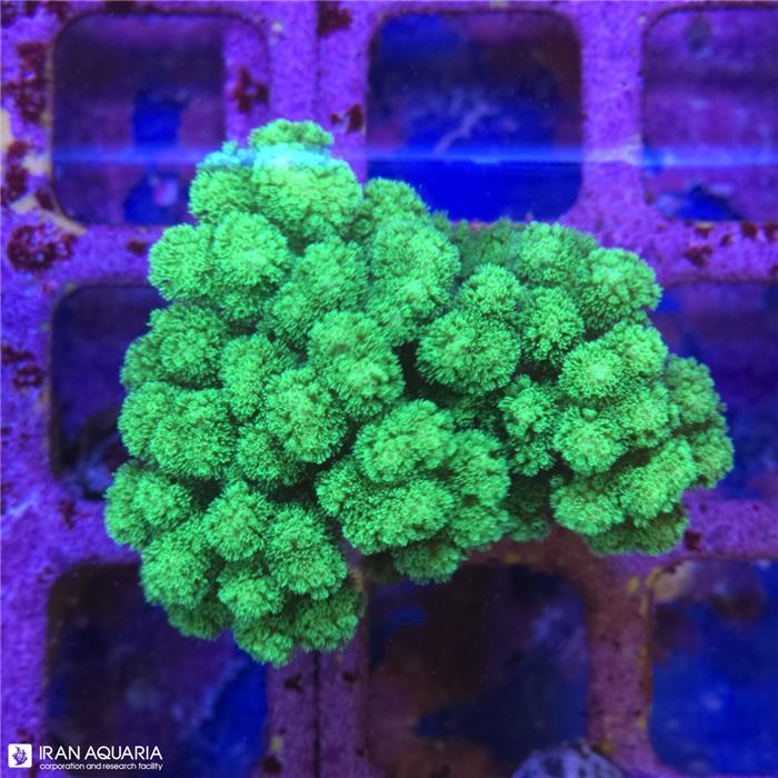 پاسیلوپورا سبز (Pocillopora)  