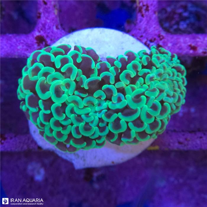 وال همر سبز(Hammer Coral) 