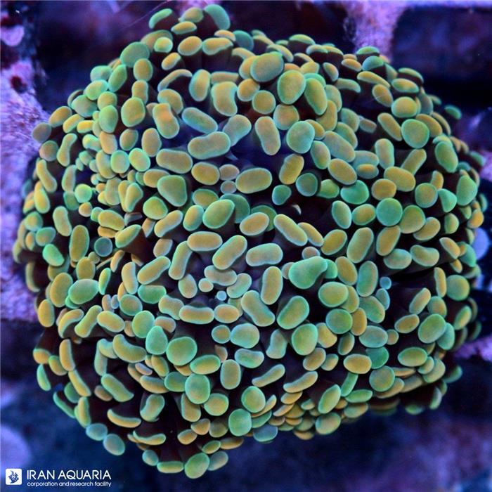 پرل همر طلایی هیبرید (Hammer Coral) 