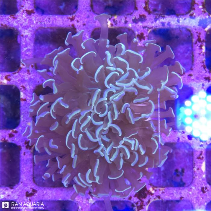 وال همر (Hammer Coral) 