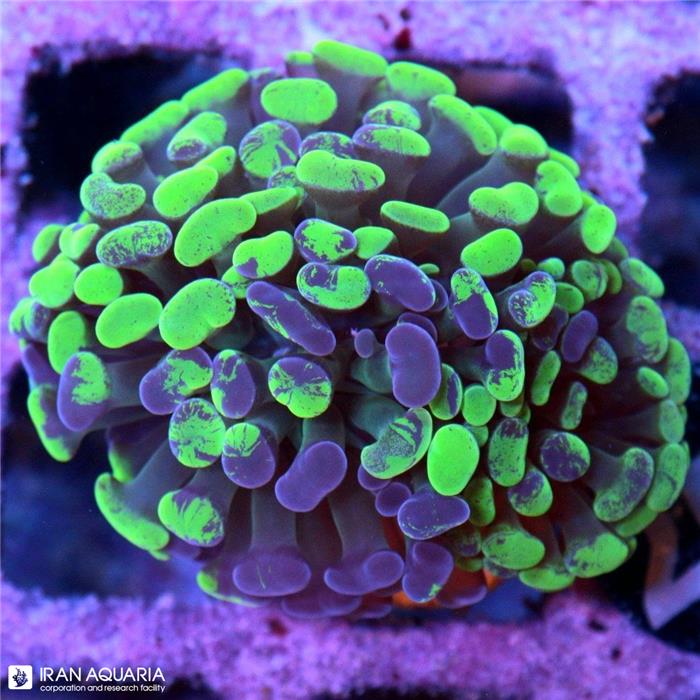 پرل همر بلو اسپلتر (Hammer Coral) 