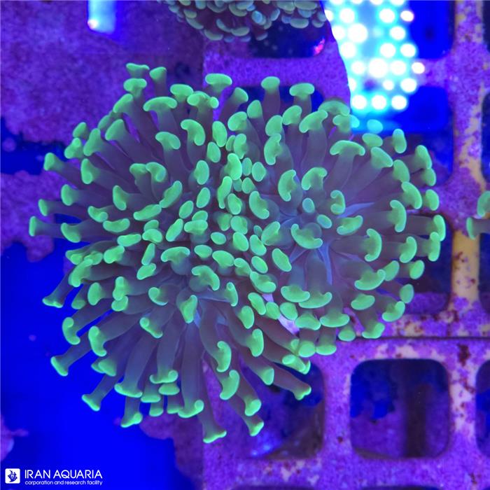 برنچینگ همر (Hammer Coral)  