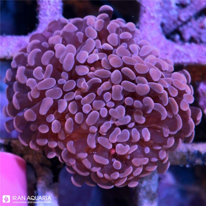 پرل همر صورتی (Hammer Coral)  