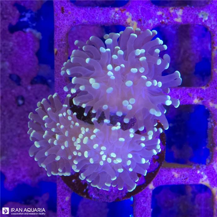 برنچینگ همر (Hammer Coral)  