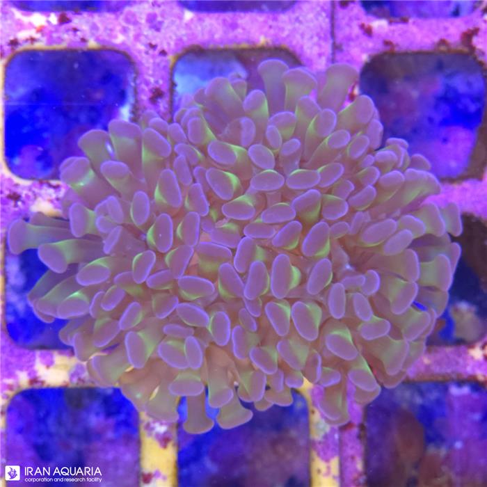 برنچینگ همر (Hammer Coral)  