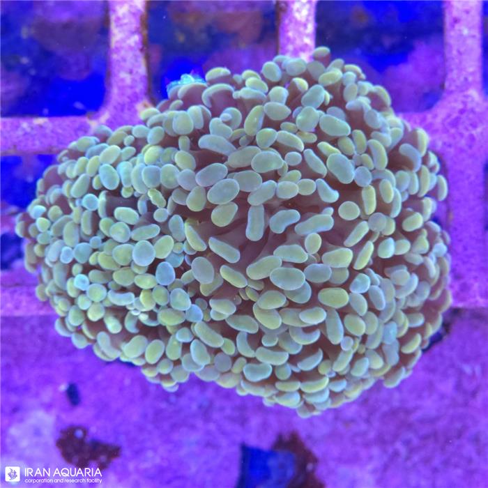 برنچینگ همر (Hammer Coral)  