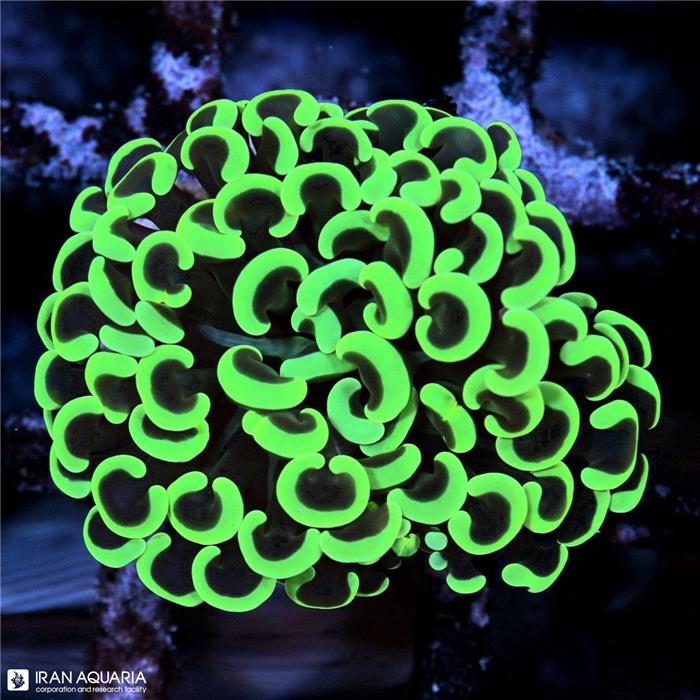 وال همر سبز فسفری (Hammer Coral)  