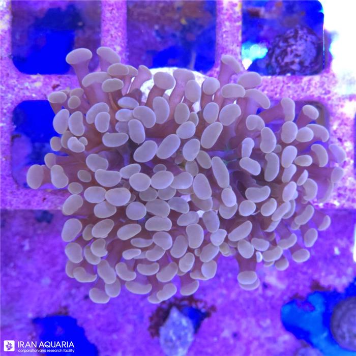 برنچینگ همر (Hammer Coral)  
