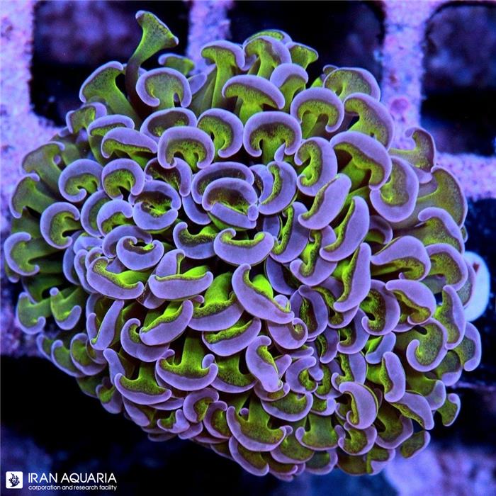 وال همر سبز بنفش الترا (Hammer Coral)  