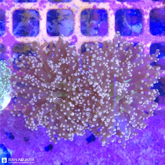 برنچینگ فراگ اسپان (Frogspawn Coral) 