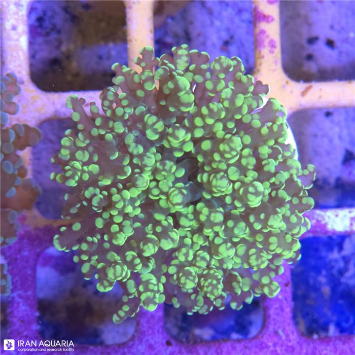 برنچینگ فراگ اسپان (Frogspawn Coral) 