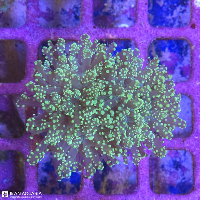 برنچینگ فراگ اسپان (Frogspawn Coral) 