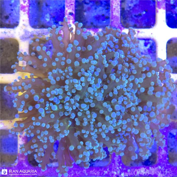 برنچینگ فراگ اسپان (Frogspawn Coral) 