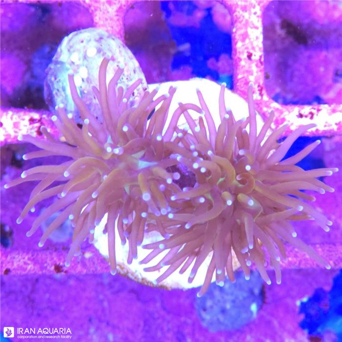 برنچینگ تورچ (Torch Coral)  