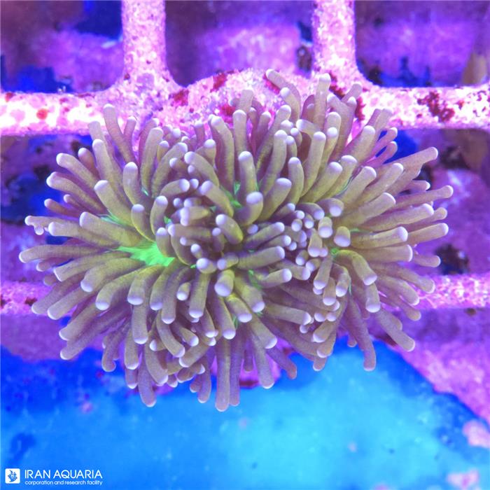 برنچینگ تورچ (Torch Coral)  