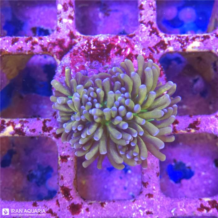 برنچینگ تورچ (Torch Coral)  