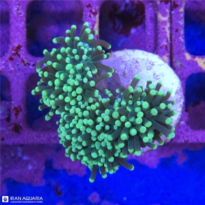 برنچینگ تورچ سبز نوک سبز(Torch Coral)  