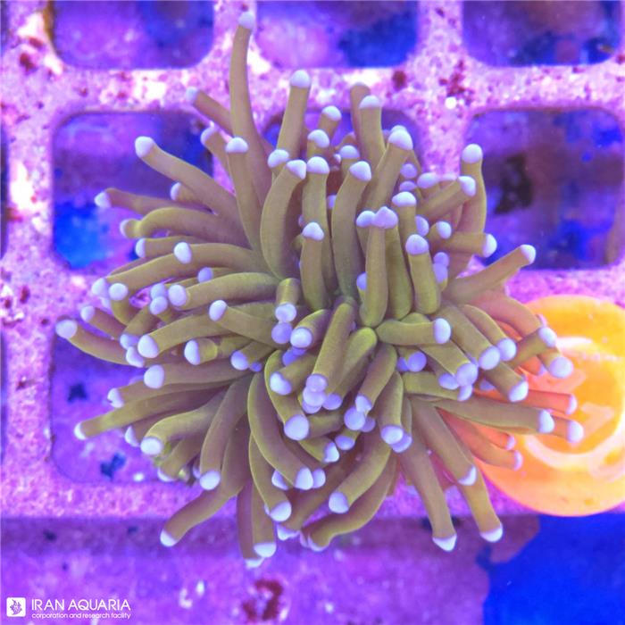 برنچینگ تورچ (Torch Coral)  