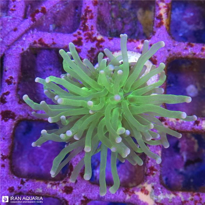 برنچینگ تورچ (Torch Coral)  