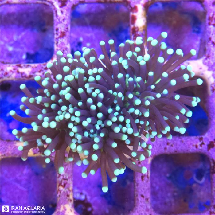 برنچینگ تورچ (Torch Coral)  