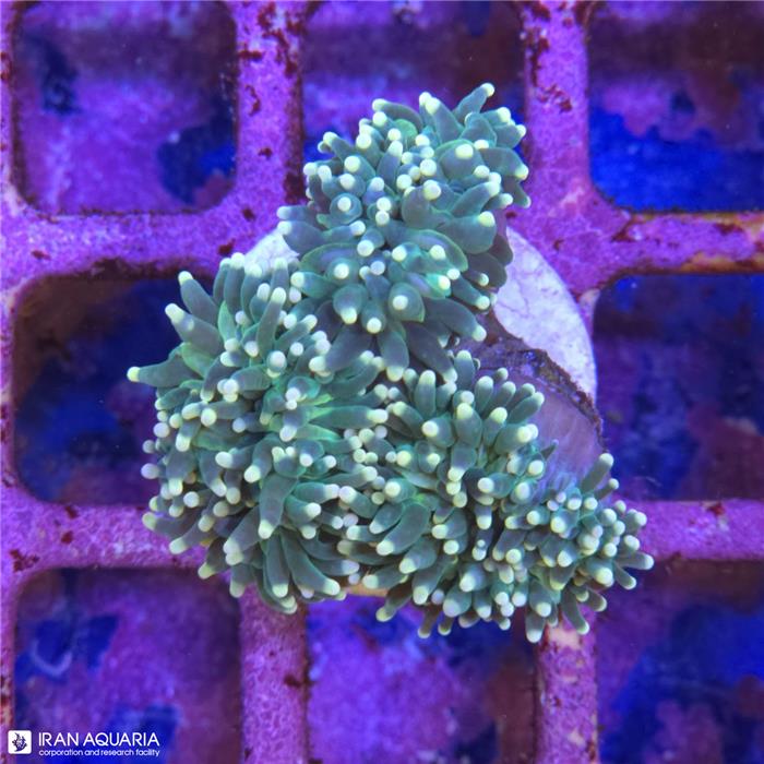 برنچینگ تورچ (Torch Coral)  