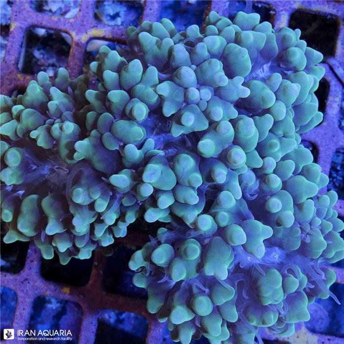 پرل بابل (Bubble Coral)
