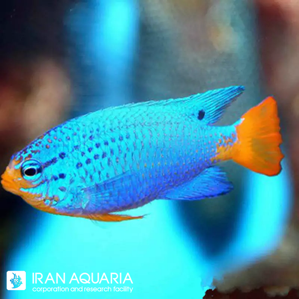 دامسل بلو دویل (Chrysiptera Cyanea)