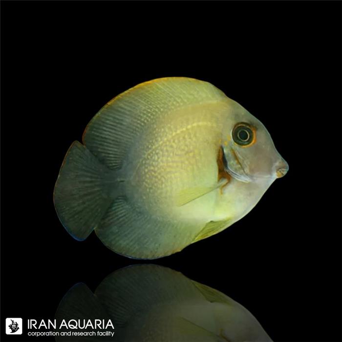 جراح میمیک ورولیکی (Acanthurus Chronixis)