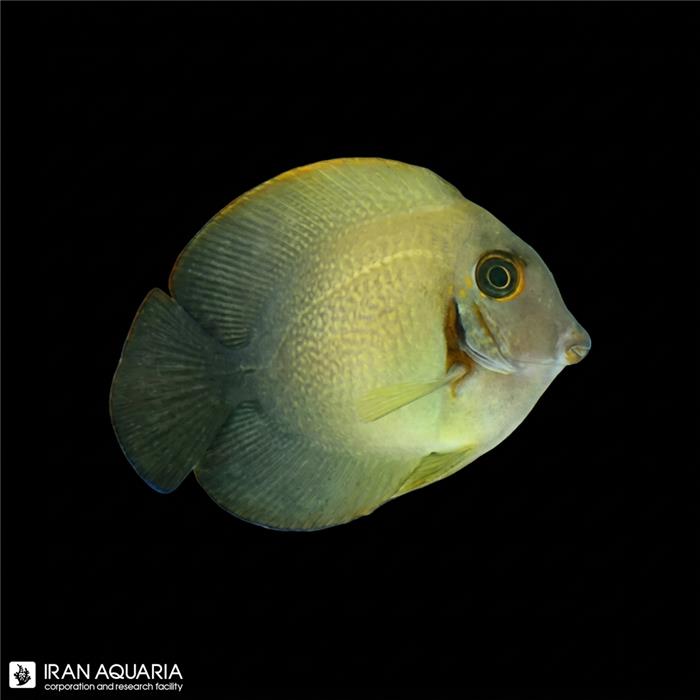جراح میمیک ورولیکی (Acanthurus Chronixis)