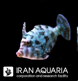 فایل فیش تومنتوس (Acreichthys tomentosus)