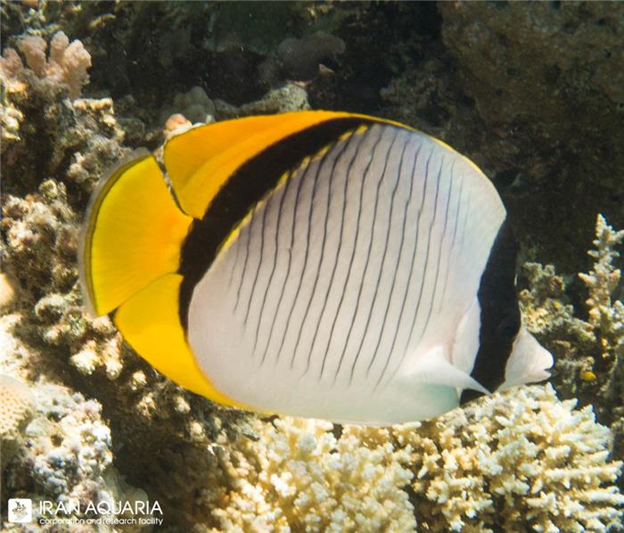 پروانه خط دار (chaetodon lineolatus)