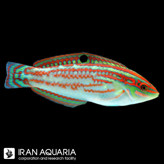 راس کریسمس (Christmas Wrasse)