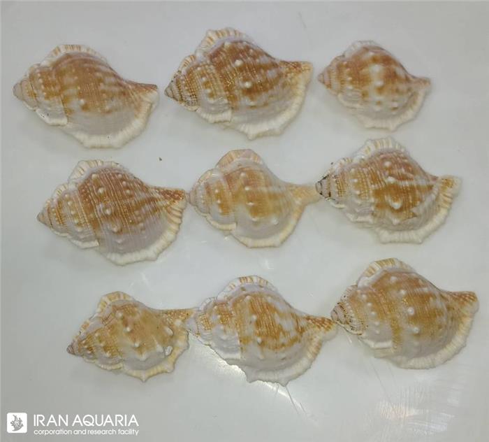 حلزون زینتی (Snail)