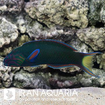 راس سبز (Moon wrasse)