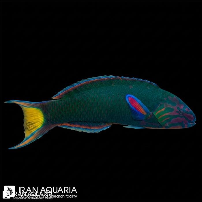 راس سبز (Moon wrasse)