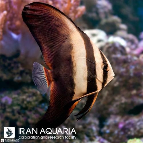 خفاش ماهی راندفیس (Roundface Batfish)