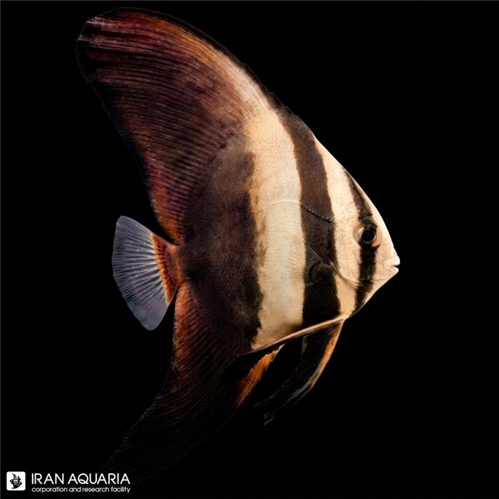 خفاش ماهی راندفیس (Roundface Batfish)