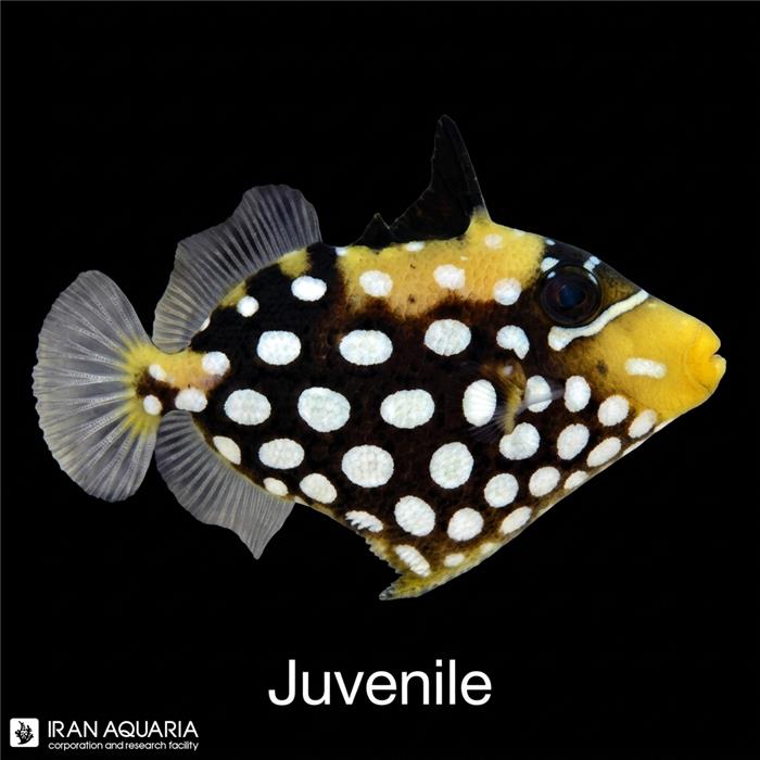 ماشه ماهی دلقک نابالغ (Clown Triggerfish)