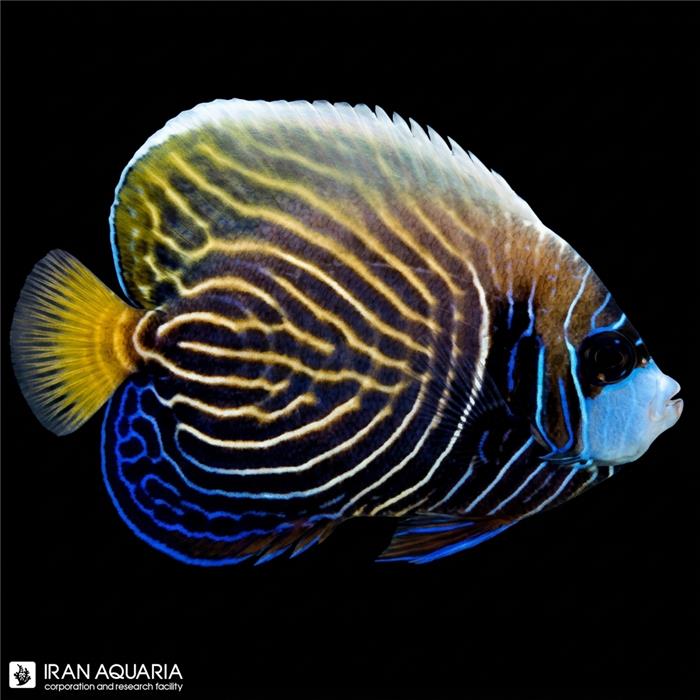 فرشته ماهی امپراطور نیمه بالغ اقیانوس آرام (Emperor Angelfish)