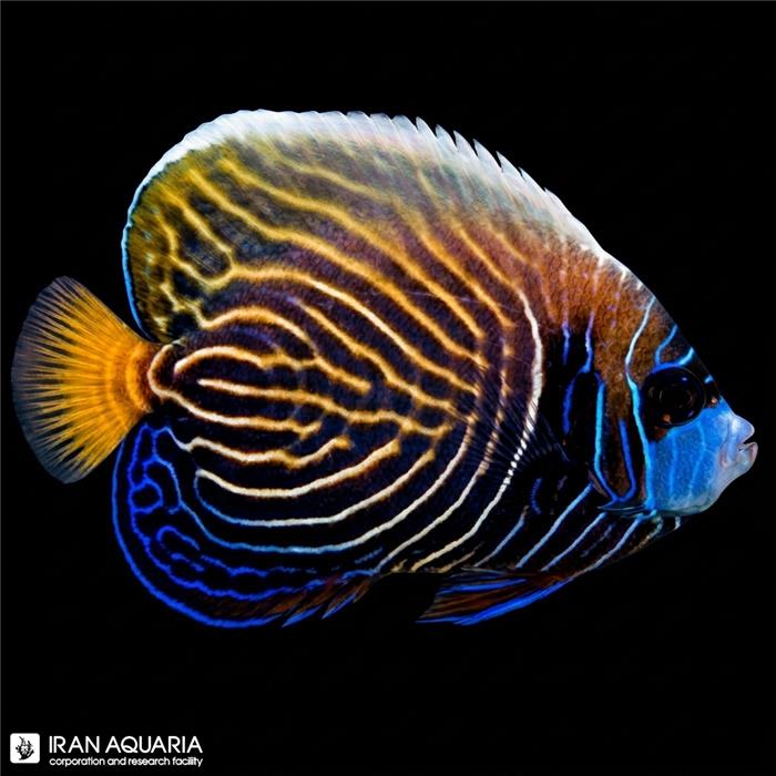 فرشته ماهی امپراطور نیمه بالغ اقیانوس آرام (Emperor Angelfish)