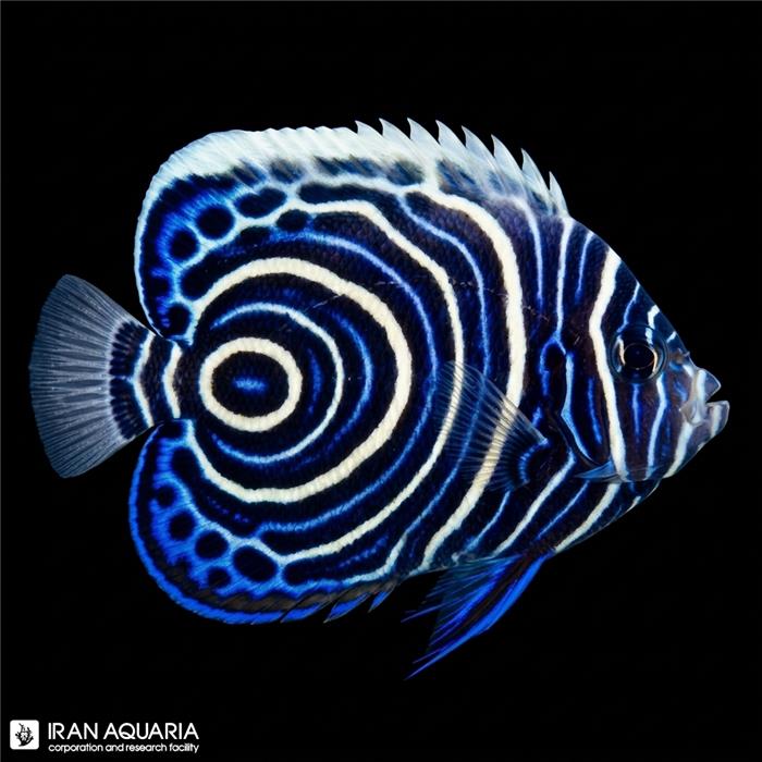 فرشته ماهی امپراطور نابالغ اقیانوس آرام (Emperor Angelfish)