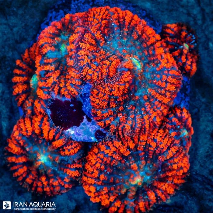 مرجان-ماشروم روداکتیس التراگرید