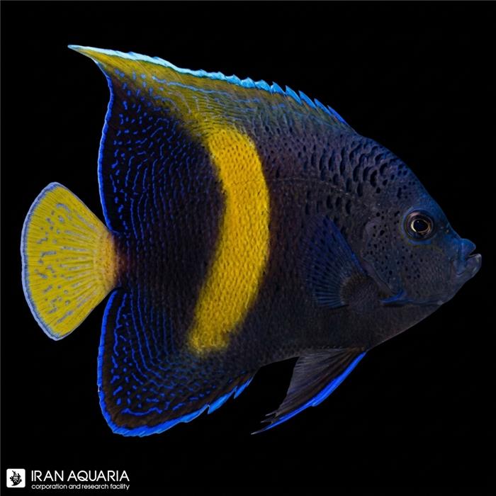 فرشته ماهی خجالتی بالغ (Yellowbar angelfish)