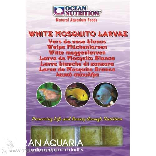 لارو پشه ي سفيد (white mosquito larvae)